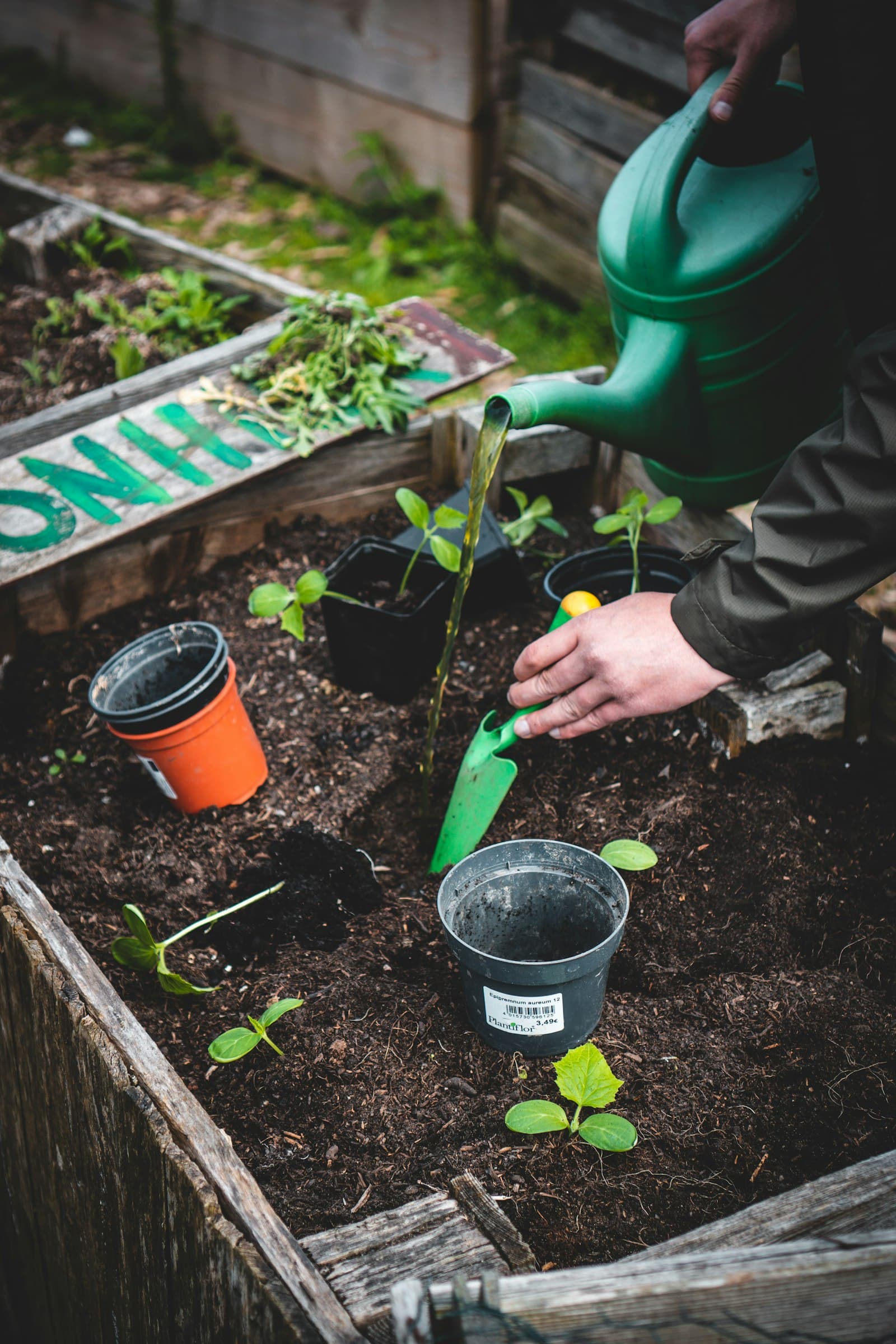 Kitchen gardening