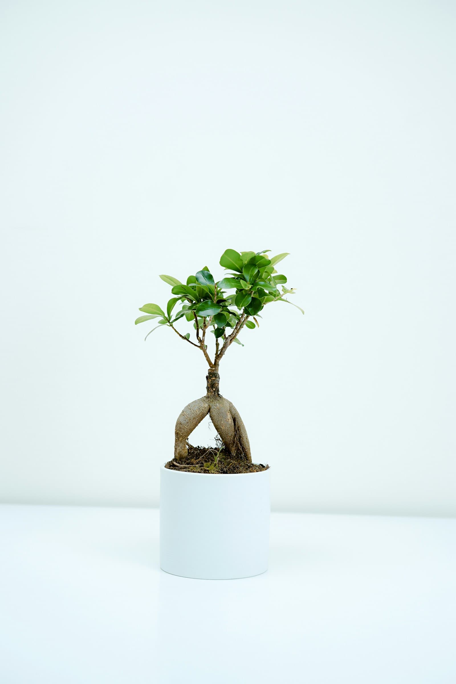 Corporate gifting