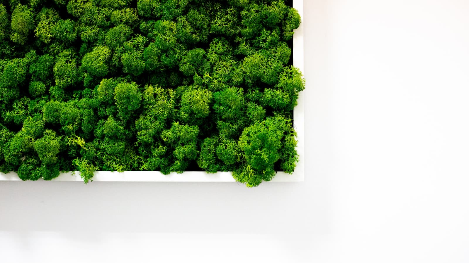 Green walls & vertical gardens